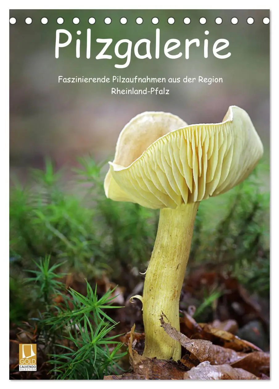 Cover: 9783516407693 | Pilzgalerie - Faszinierende Pilzaufnahmen aus der Region...