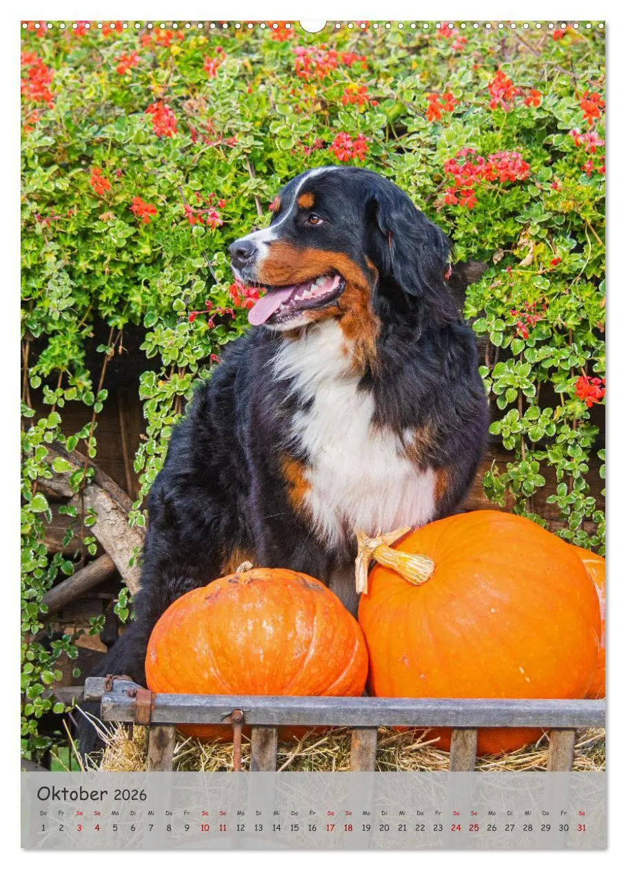Bild: 9783516257793 | Berner Sennenhund - Ein Hund für alle Fälle (hochwertiger Premium...