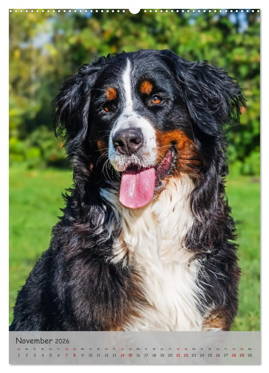 Bild: 9783516257793 | Berner Sennenhund - Ein Hund für alle Fälle (hochwertiger Premium...