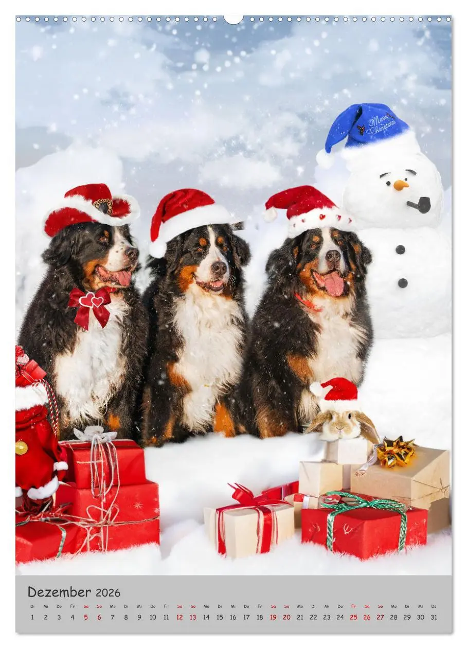 Bild: 9783516257793 | Berner Sennenhund - Ein Hund für alle Fälle (hochwertiger Premium...
