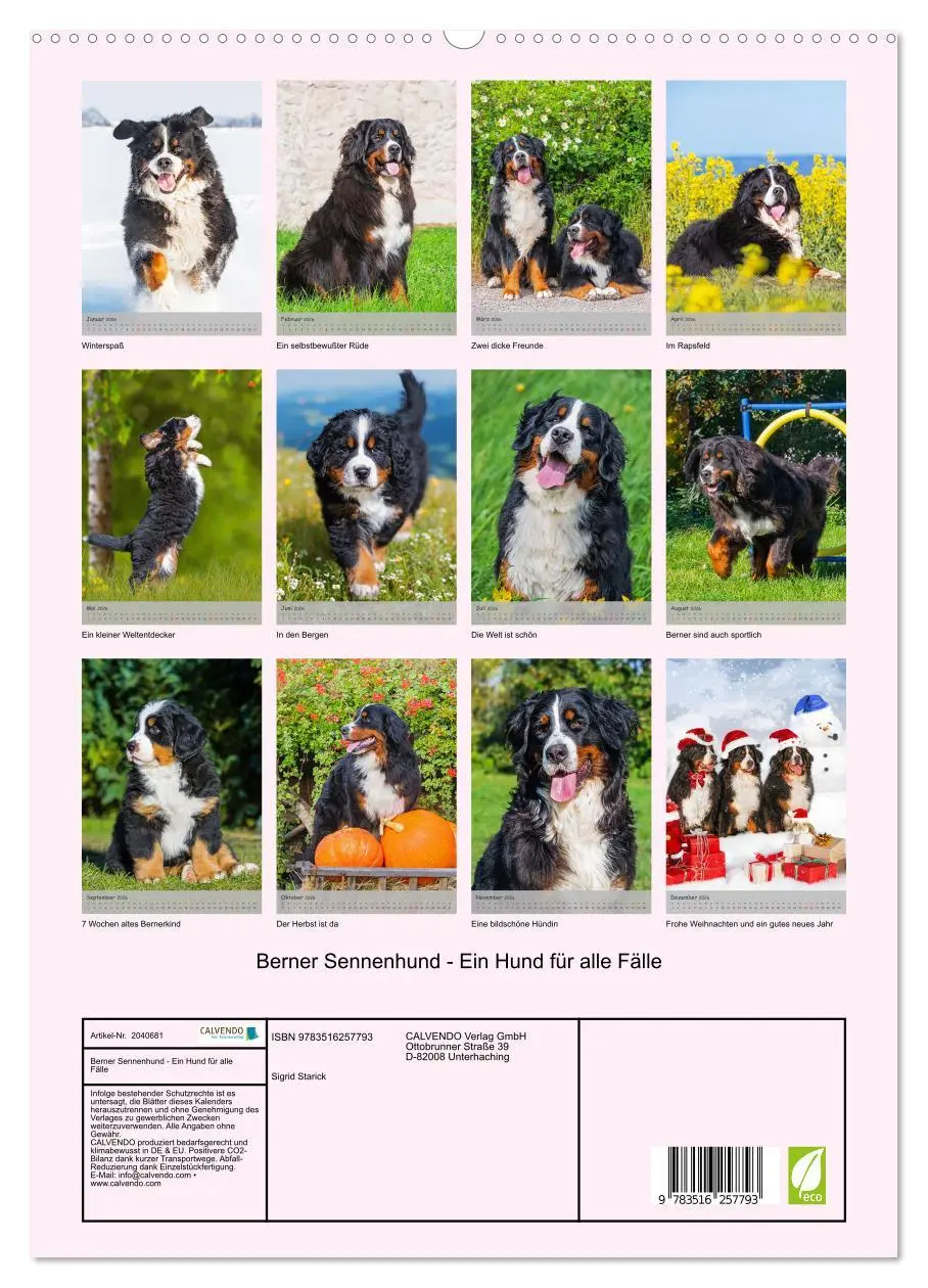 Bild: 9783516257793 | Berner Sennenhund - Ein Hund für alle Fälle (hochwertiger Premium...