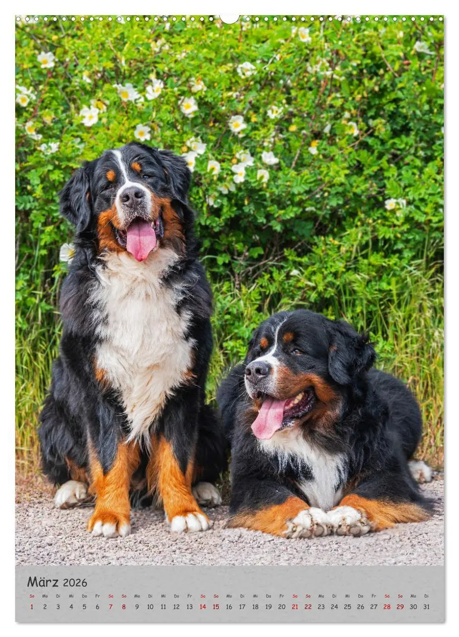 Bild: 9783516257793 | Berner Sennenhund - Ein Hund für alle Fälle (hochwertiger Premium...