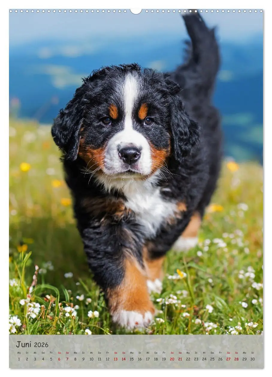 Bild: 9783516257793 | Berner Sennenhund - Ein Hund für alle Fälle (hochwertiger Premium...