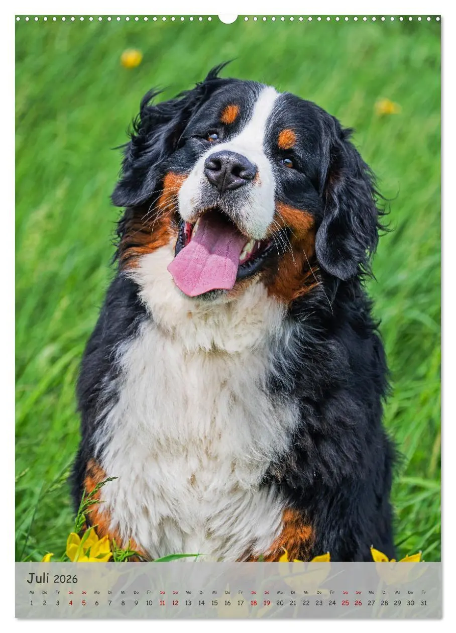 Bild: 9783516257793 | Berner Sennenhund - Ein Hund für alle Fälle (hochwertiger Premium...