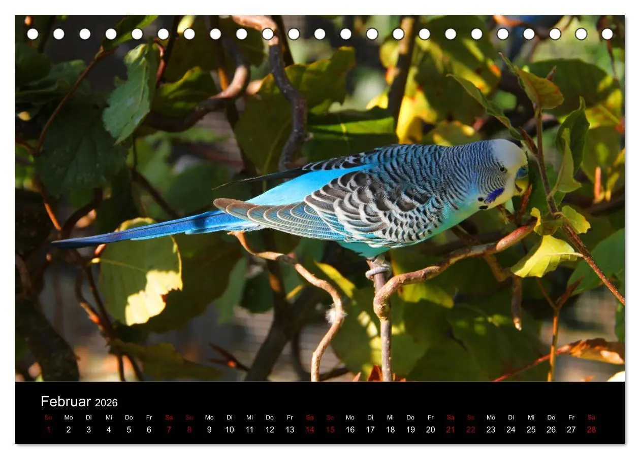 Bild: 9783457767993 | Wellensittichträume - Der neue Wellensittich-Naturkalender...
