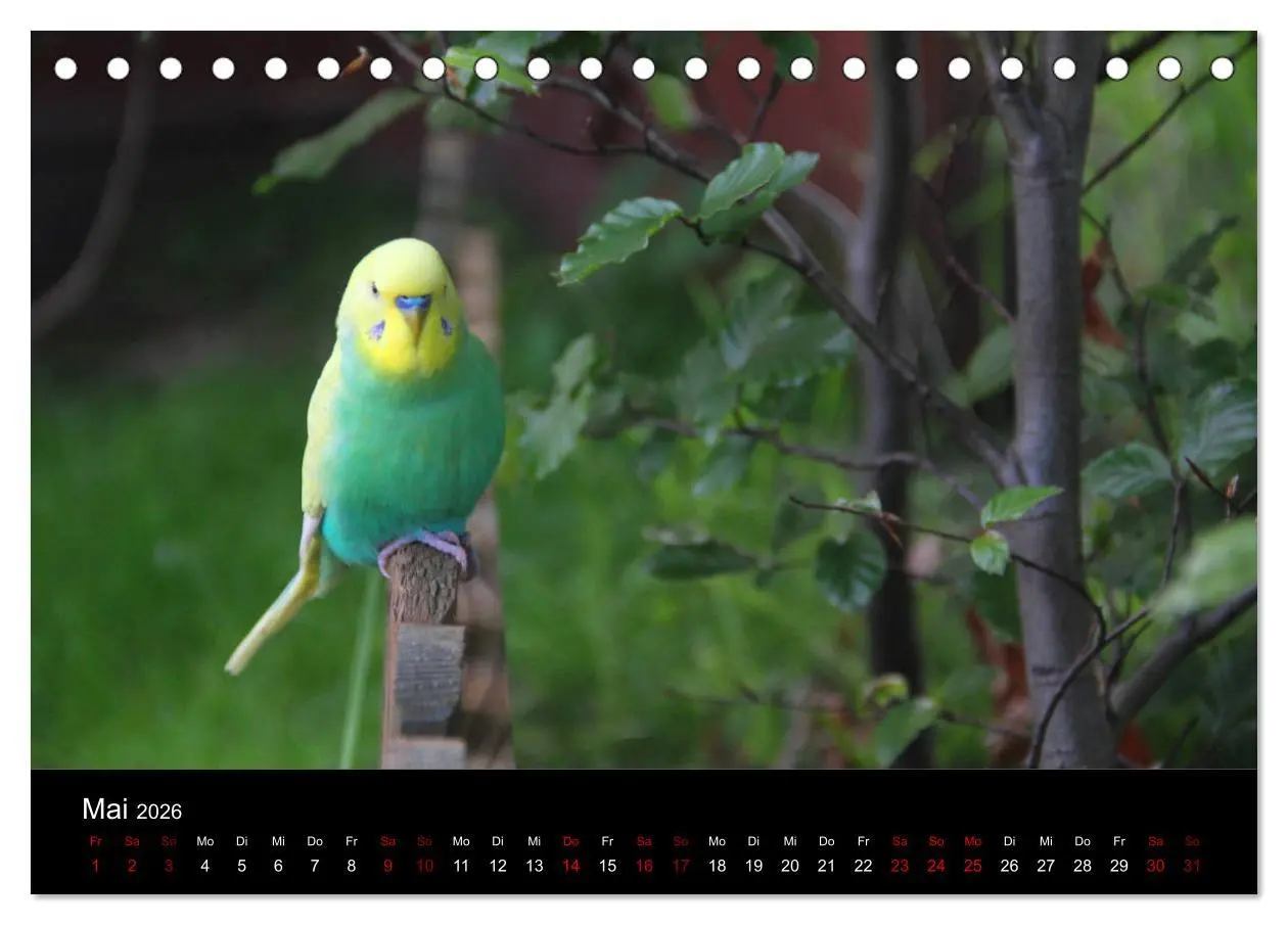 Bild: 9783457767993 | Wellensittichträume - Der neue Wellensittich-Naturkalender...
