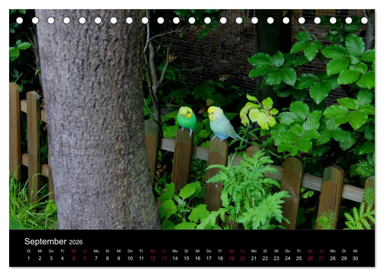 Bild: 9783457767993 | Wellensittichträume - Der neue Wellensittich-Naturkalender...