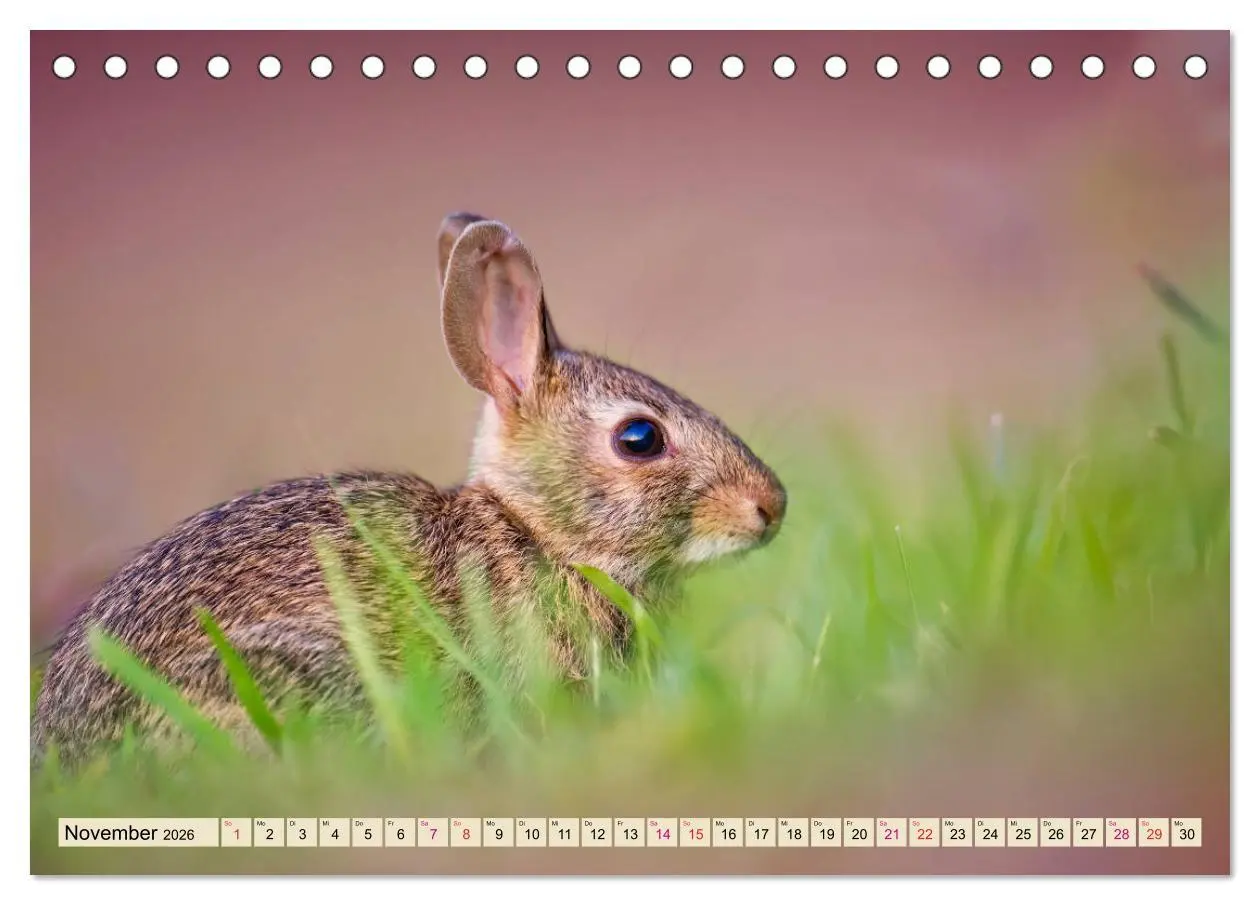 Bild: 9783457837993 | Feldhasen und Kaninchen (Tischkalender 2026 DIN A5 quer), CALVENDO...