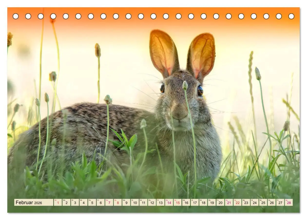Bild: 9783457837993 | Feldhasen und Kaninchen (Tischkalender 2026 DIN A5 quer), CALVENDO...