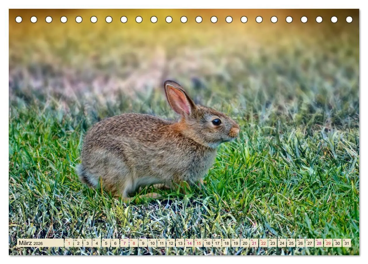 Bild: 9783457837993 | Feldhasen und Kaninchen (Tischkalender 2026 DIN A5 quer), CALVENDO...