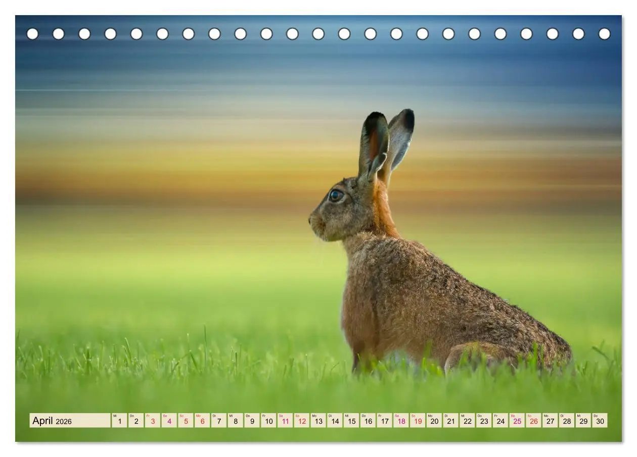 Bild: 9783457837993 | Feldhasen und Kaninchen (Tischkalender 2026 DIN A5 quer), CALVENDO...