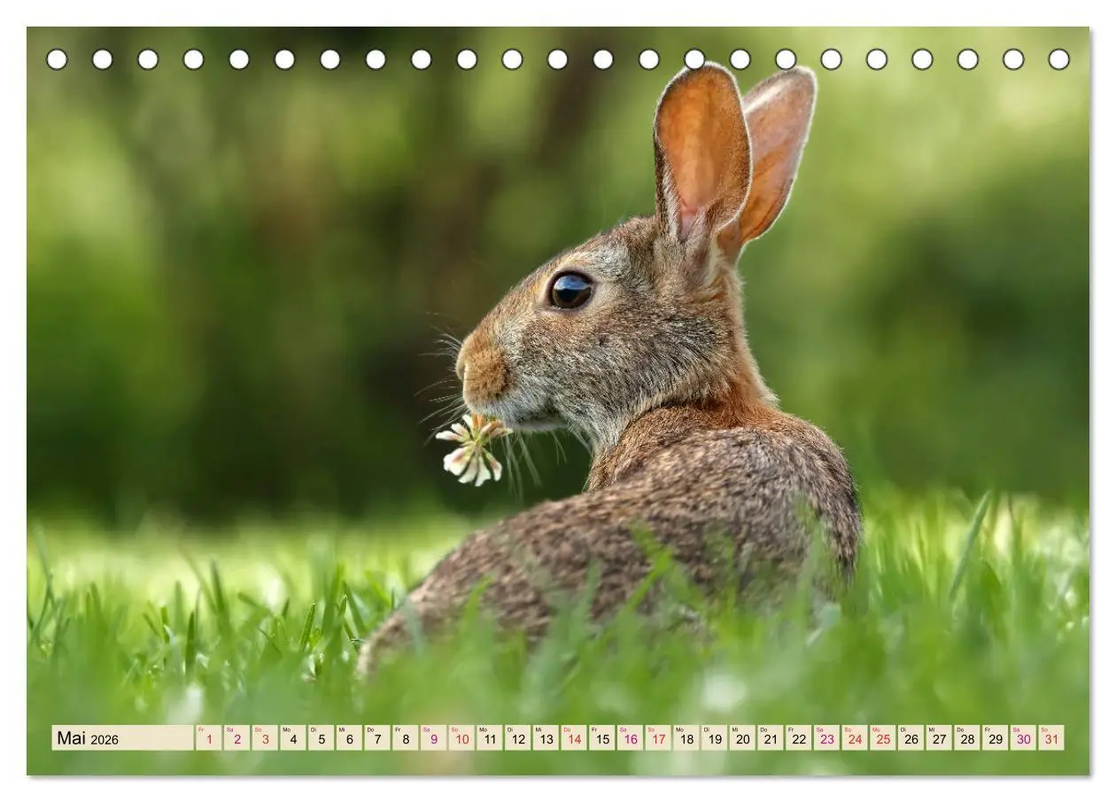 Bild: 9783457837993 | Feldhasen und Kaninchen (Tischkalender 2026 DIN A5 quer), CALVENDO...