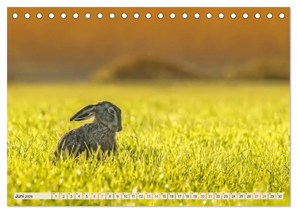 Bild: 9783457837993 | Feldhasen und Kaninchen (Tischkalender 2026 DIN A5 quer), CALVENDO...