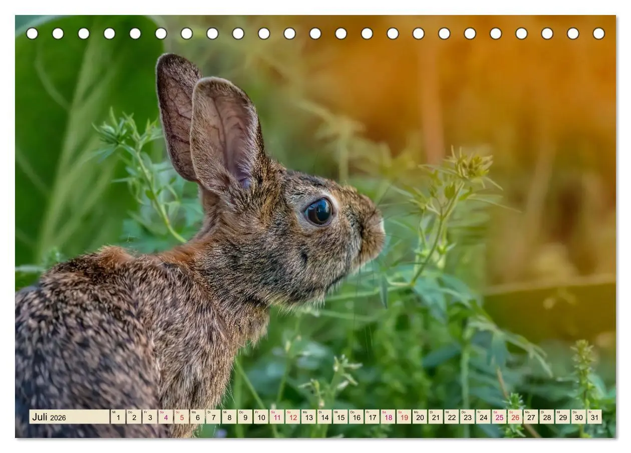 Bild: 9783457837993 | Feldhasen und Kaninchen (Tischkalender 2026 DIN A5 quer), CALVENDO...