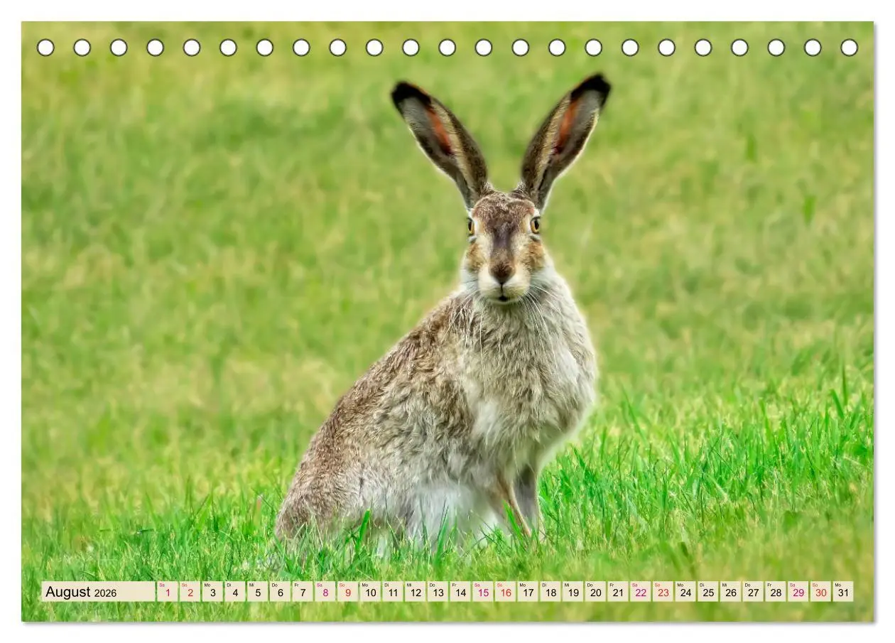 Bild: 9783457837993 | Feldhasen und Kaninchen (Tischkalender 2026 DIN A5 quer), CALVENDO...