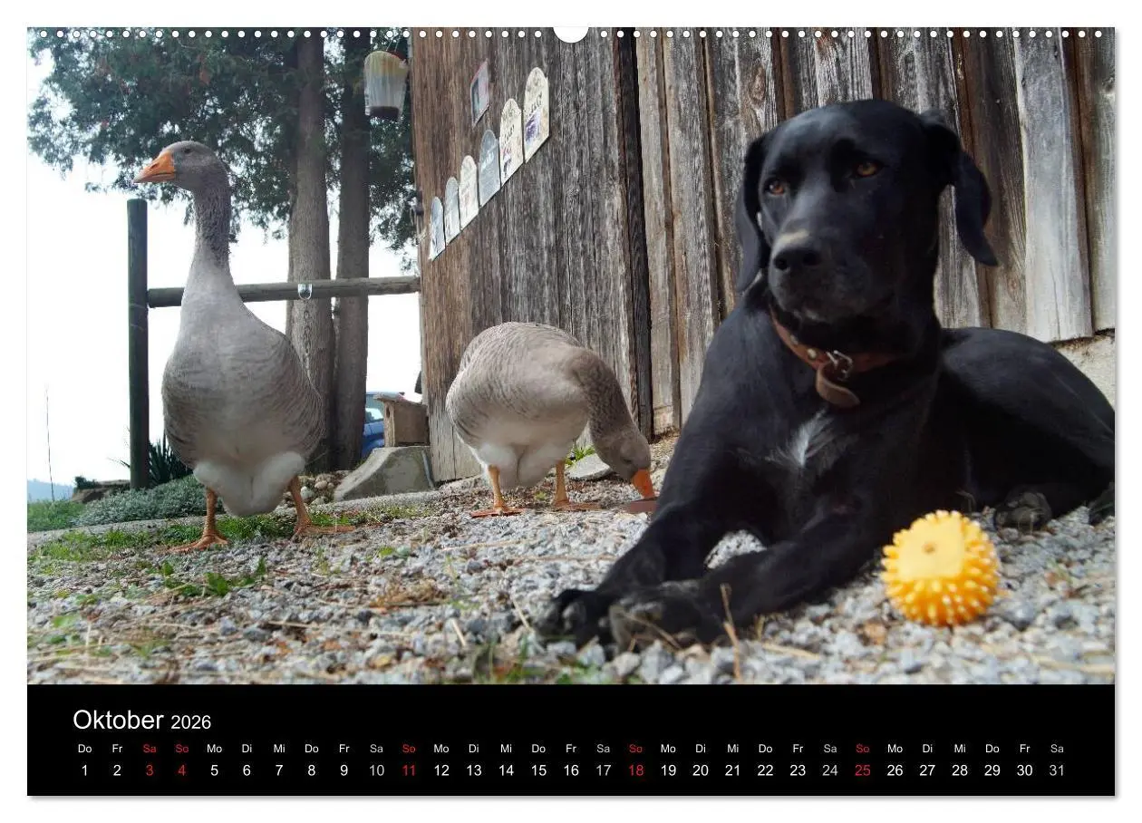 Bild: 9783516097993 | Der schwarze Hund und seine Freunde (hochwertiger Premium...