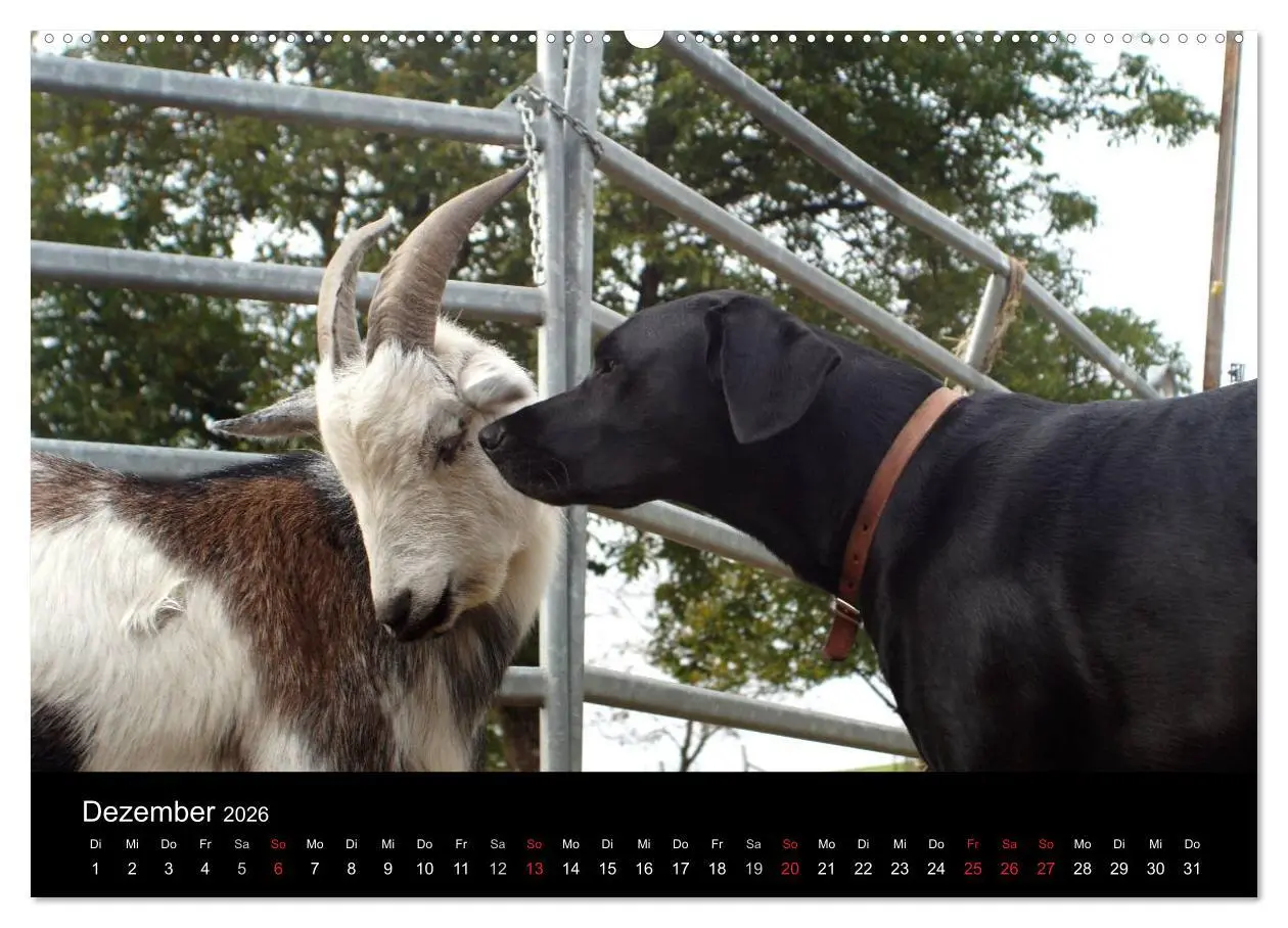 Bild: 9783516097993 | Der schwarze Hund und seine Freunde (hochwertiger Premium...