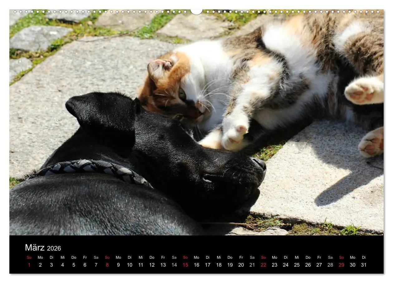 Bild: 9783516097993 | Der schwarze Hund und seine Freunde (hochwertiger Premium...