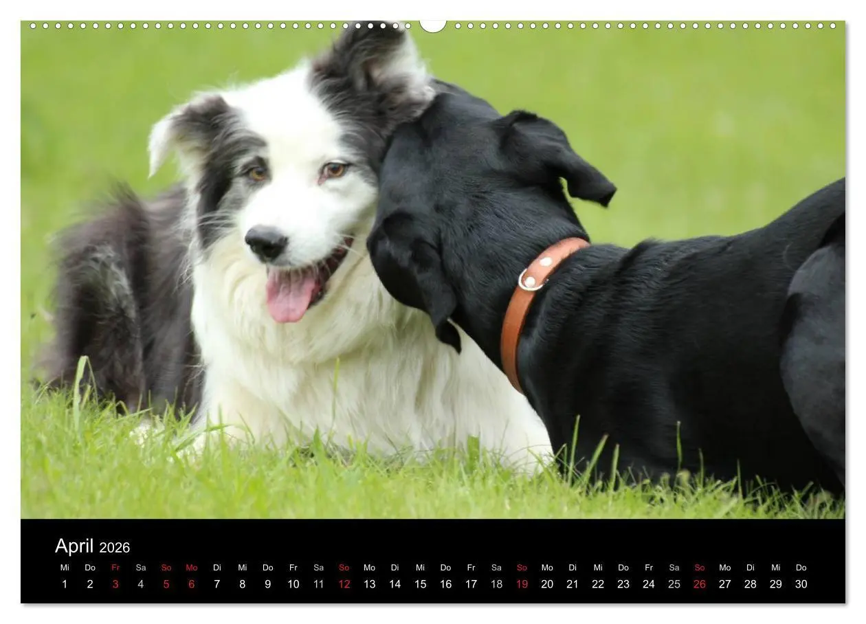 Bild: 9783516097993 | Der schwarze Hund und seine Freunde (hochwertiger Premium...