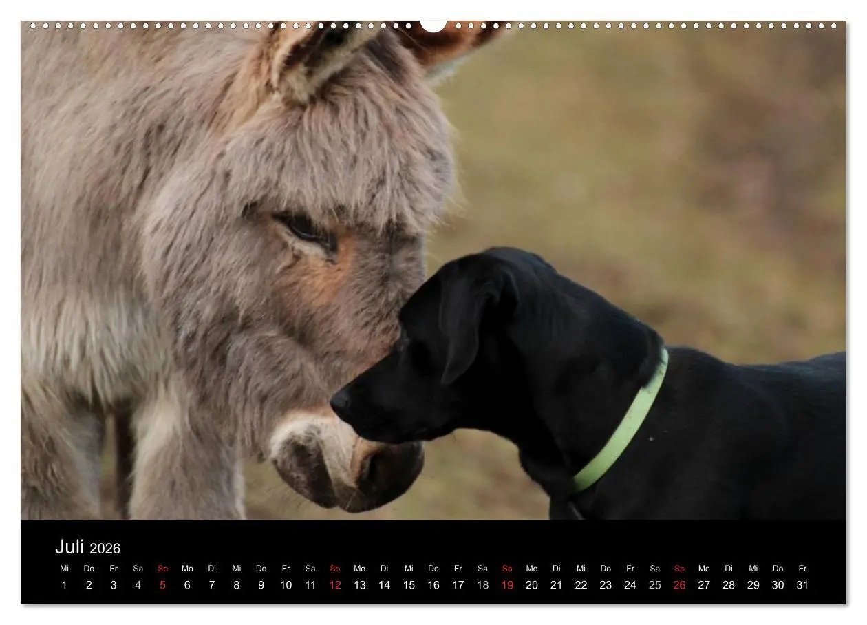 Bild: 9783516097993 | Der schwarze Hund und seine Freunde (hochwertiger Premium...