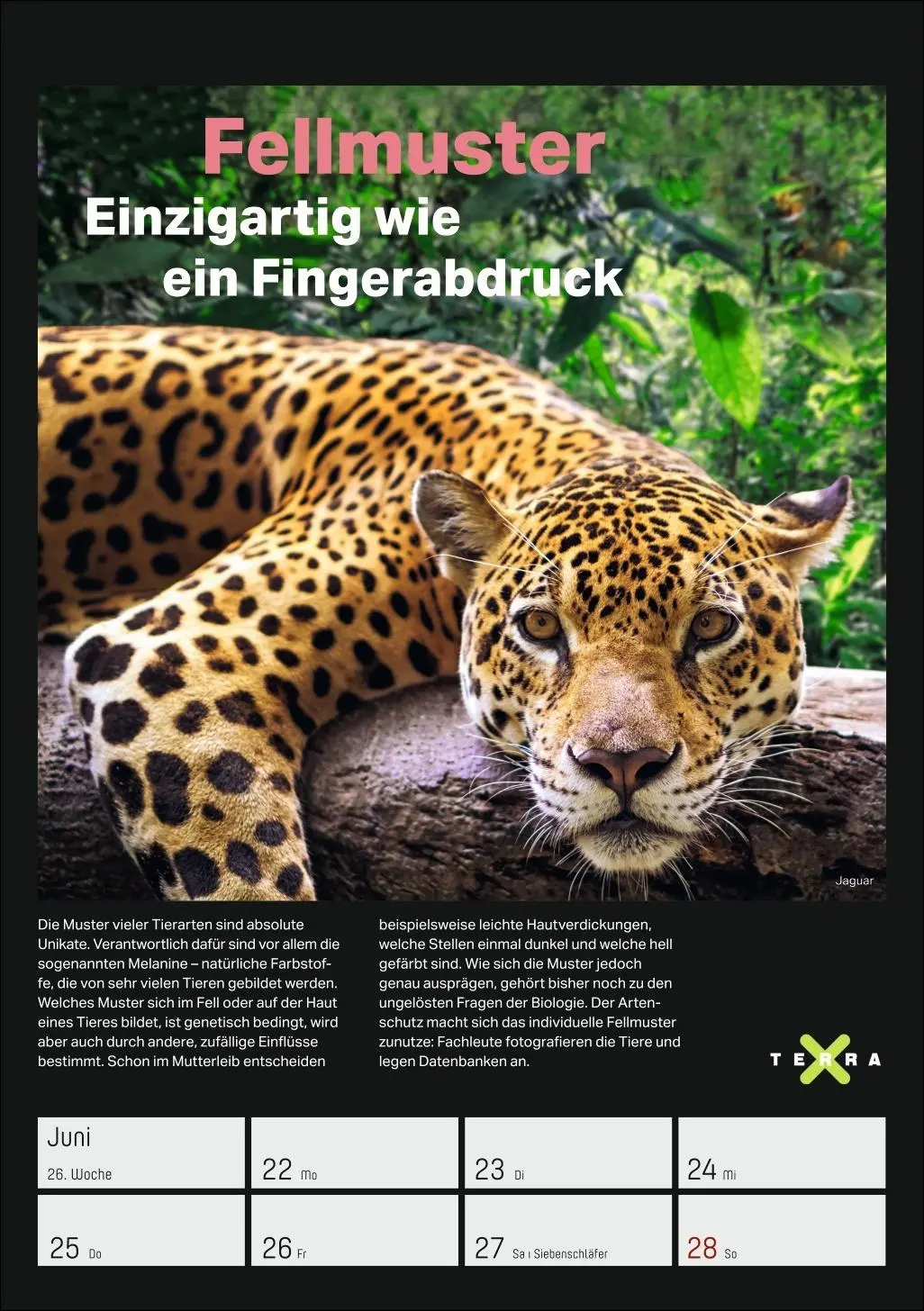 Bild: 9783840037993 | Terra X - Das Wunder Erde Wochenplaner 2026 | Kalender | 54 S. | 2026
