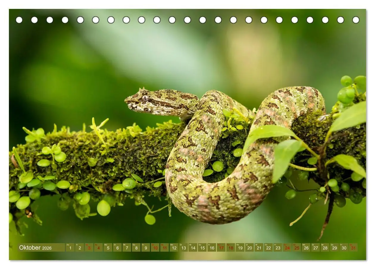Bild: 9783457418093 | Zauberhaft Tierwelt in Costa Rica (Tischkalender 2026 DIN A5 quer),...