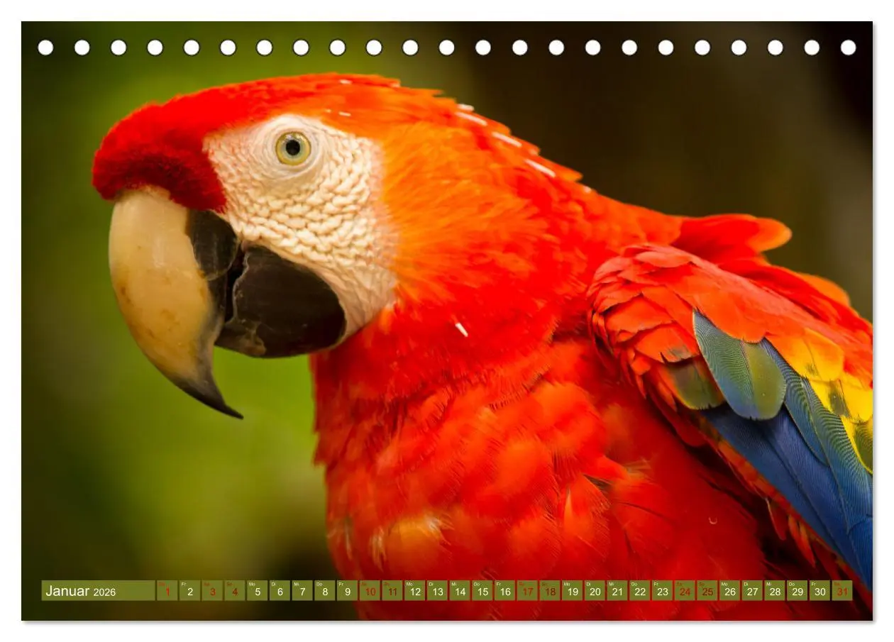 Bild: 9783457418093 | Zauberhaft Tierwelt in Costa Rica (Tischkalender 2026 DIN A5 quer),...
