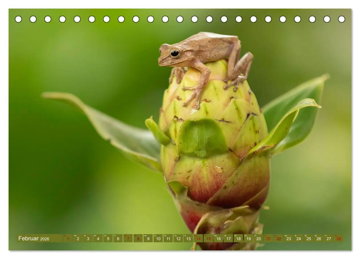 Bild: 9783457418093 | Zauberhaft Tierwelt in Costa Rica (Tischkalender 2026 DIN A5 quer),...