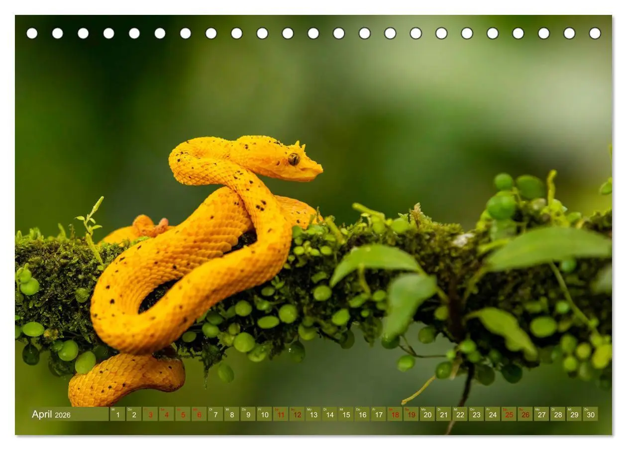 Bild: 9783457418093 | Zauberhaft Tierwelt in Costa Rica (Tischkalender 2026 DIN A5 quer),...