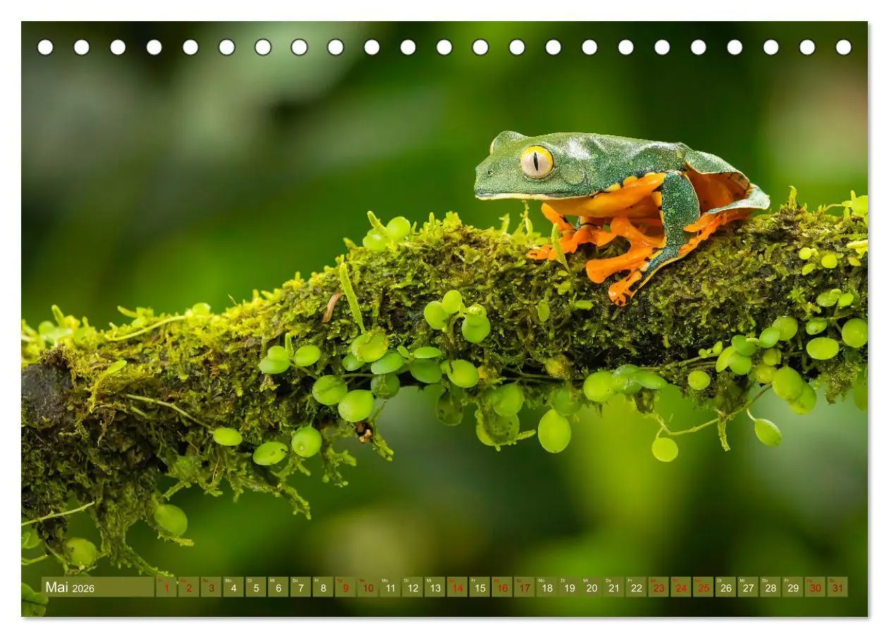 Bild: 9783457418093 | Zauberhaft Tierwelt in Costa Rica (Tischkalender 2026 DIN A5 quer),...