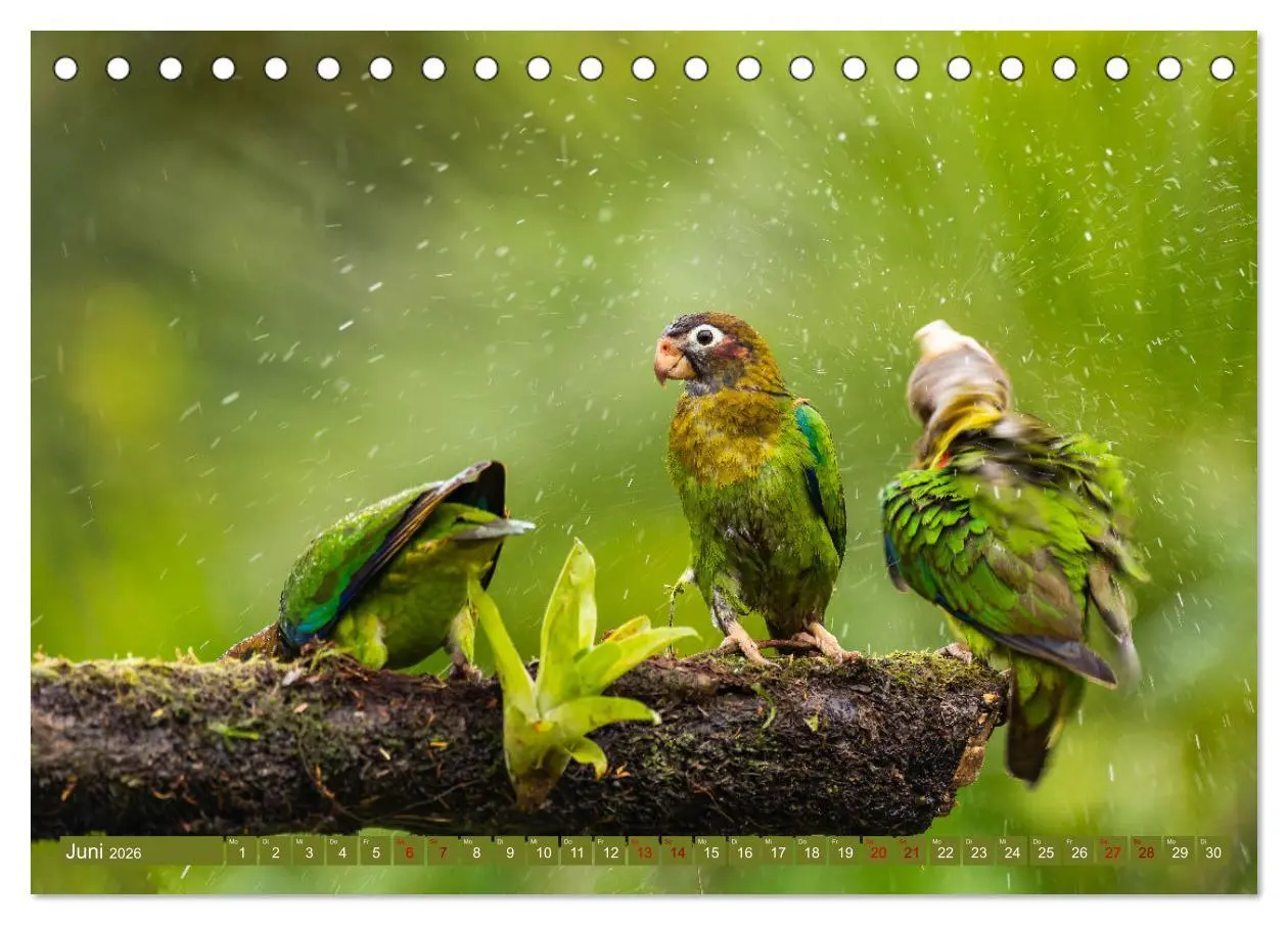 Bild: 9783457418093 | Zauberhaft Tierwelt in Costa Rica (Tischkalender 2026 DIN A5 quer),...