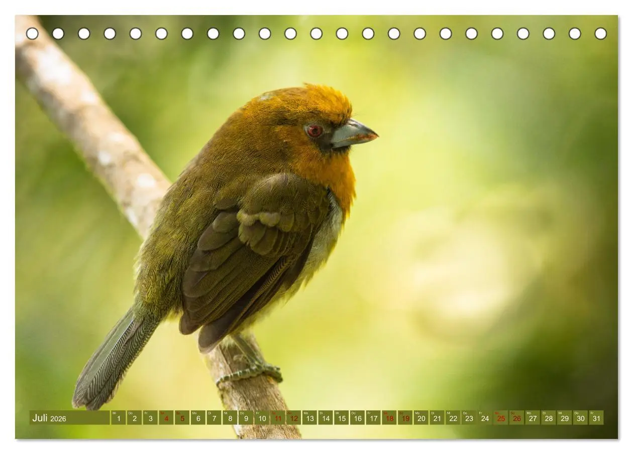 Bild: 9783457418093 | Zauberhaft Tierwelt in Costa Rica (Tischkalender 2026 DIN A5 quer),...