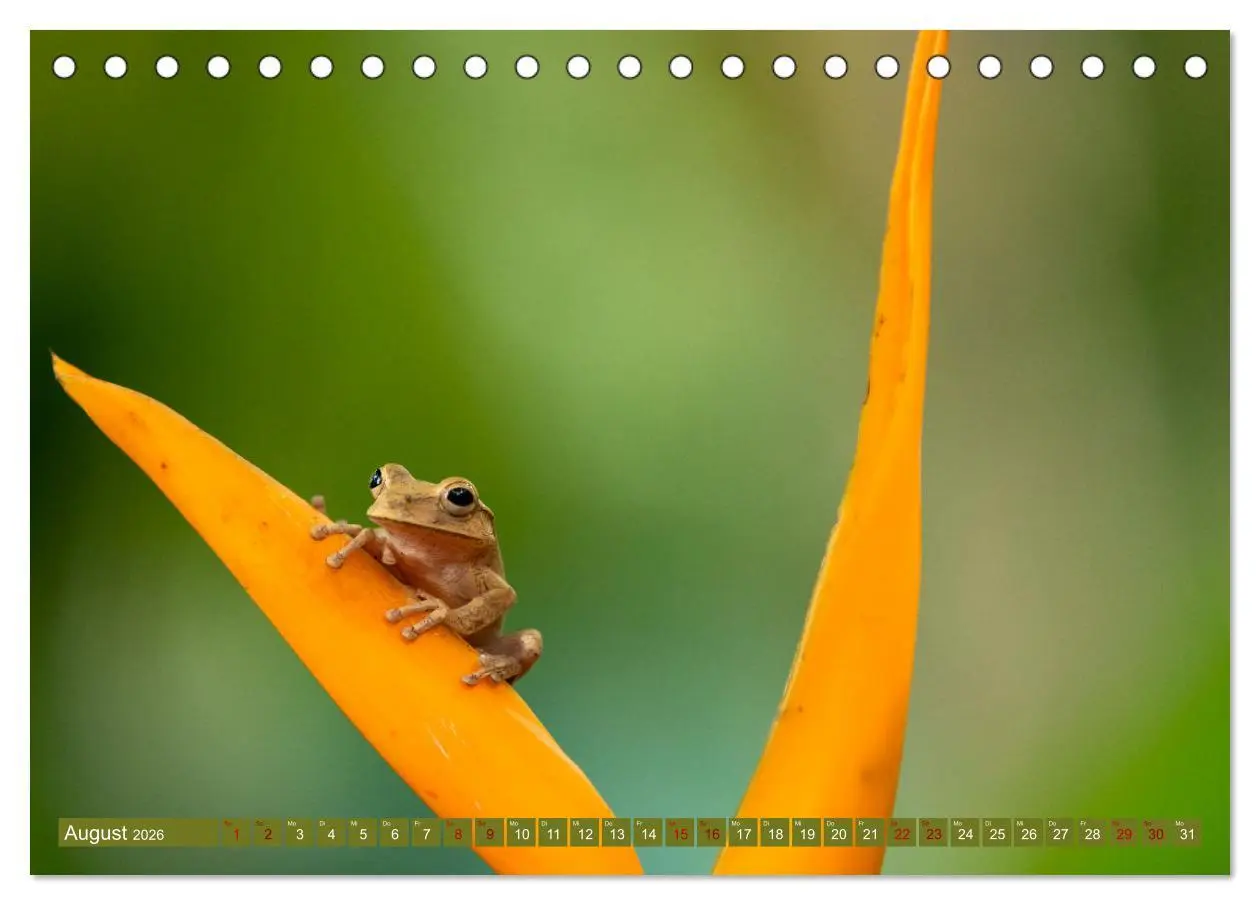 Bild: 9783457418093 | Zauberhaft Tierwelt in Costa Rica (Tischkalender 2026 DIN A5 quer),...