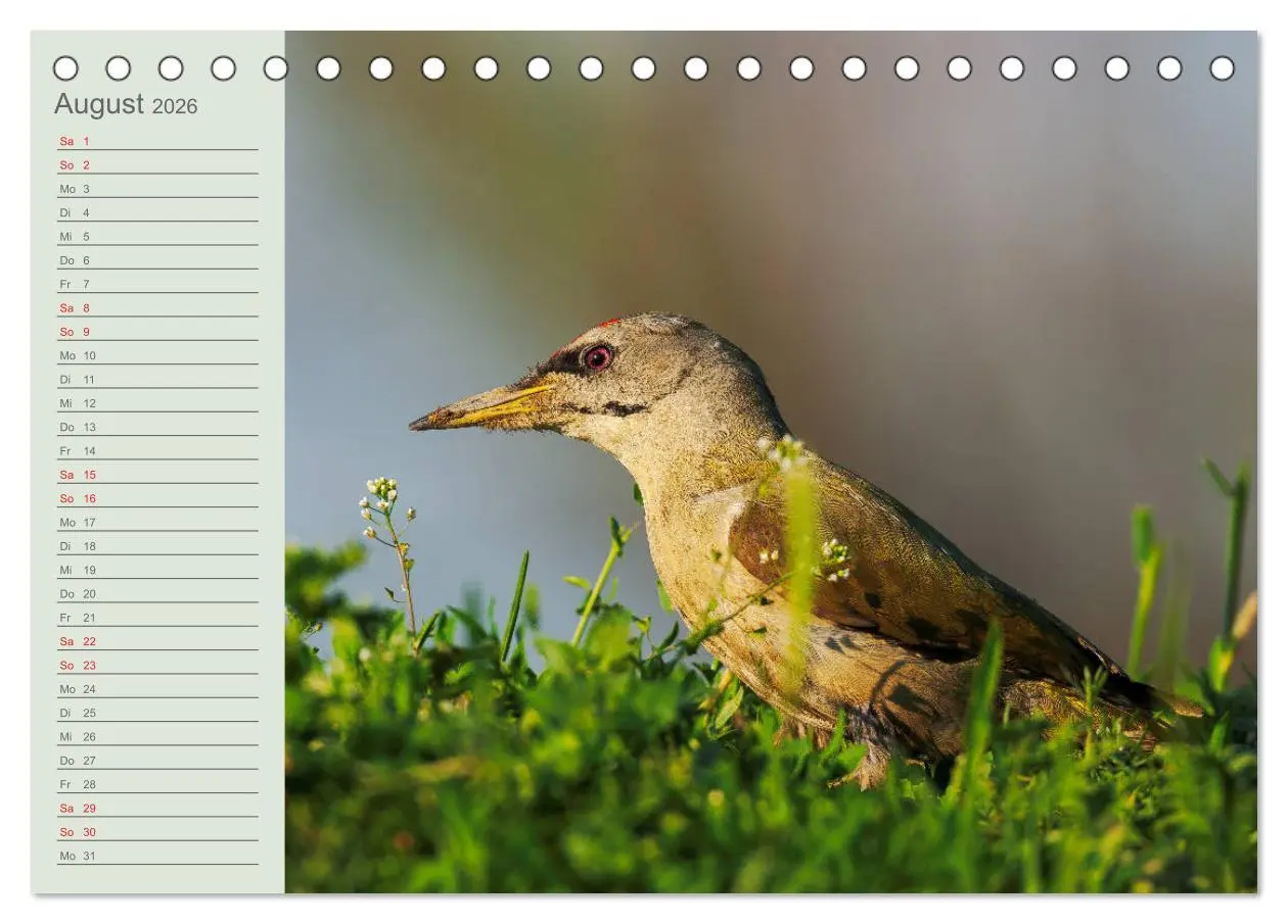 Bild: 9783457658093 | Donaudelta - Tierparadies am Schwarzen Meer (Tischkalender 2026 DIN...