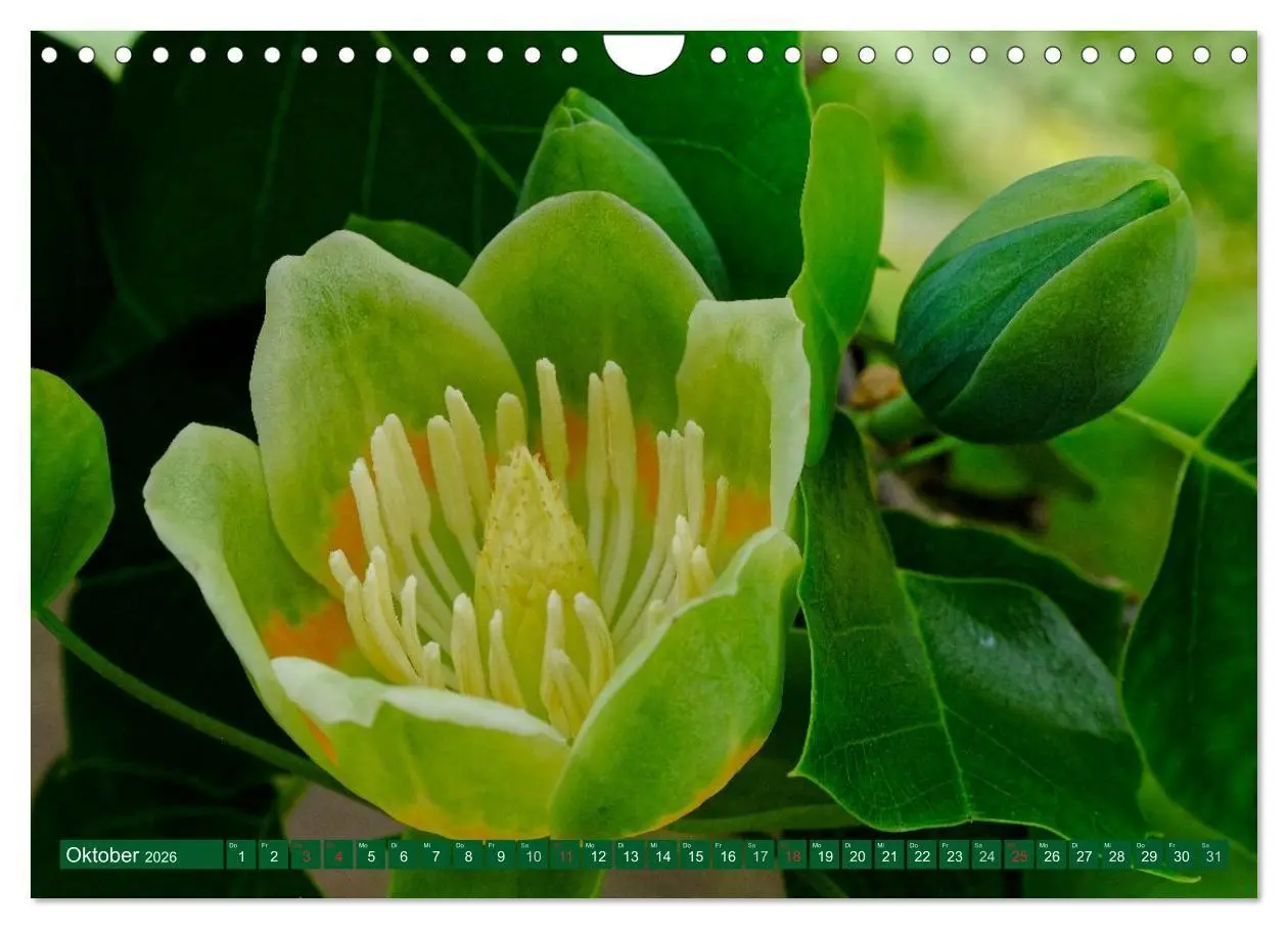 Bild: 9783516108293 | Madeiras Blütenzauber (Wandkalender 2026 DIN A4 quer), CALVENDO...