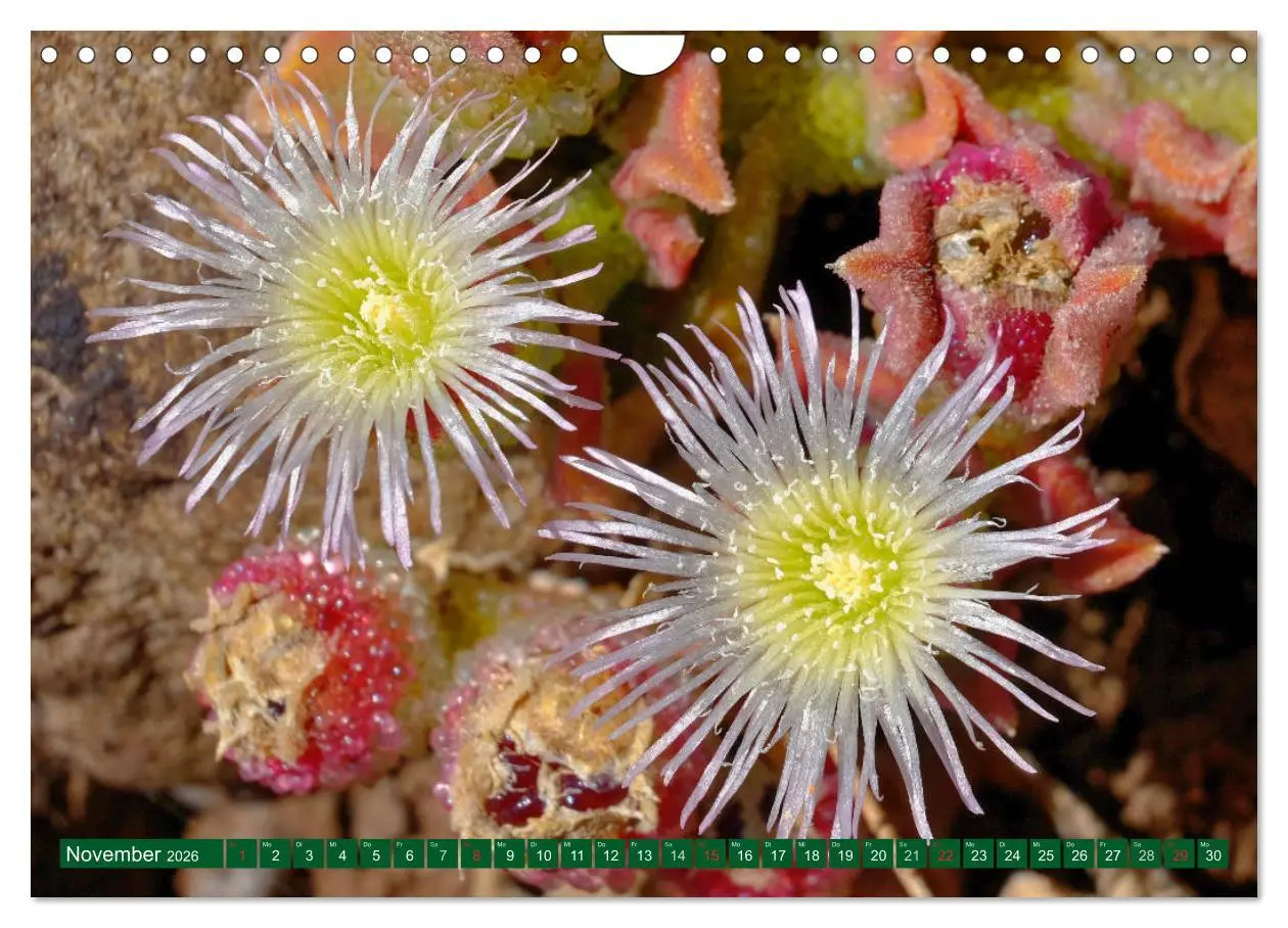 Bild: 9783516108293 | Madeiras Blütenzauber (Wandkalender 2026 DIN A4 quer), CALVENDO...