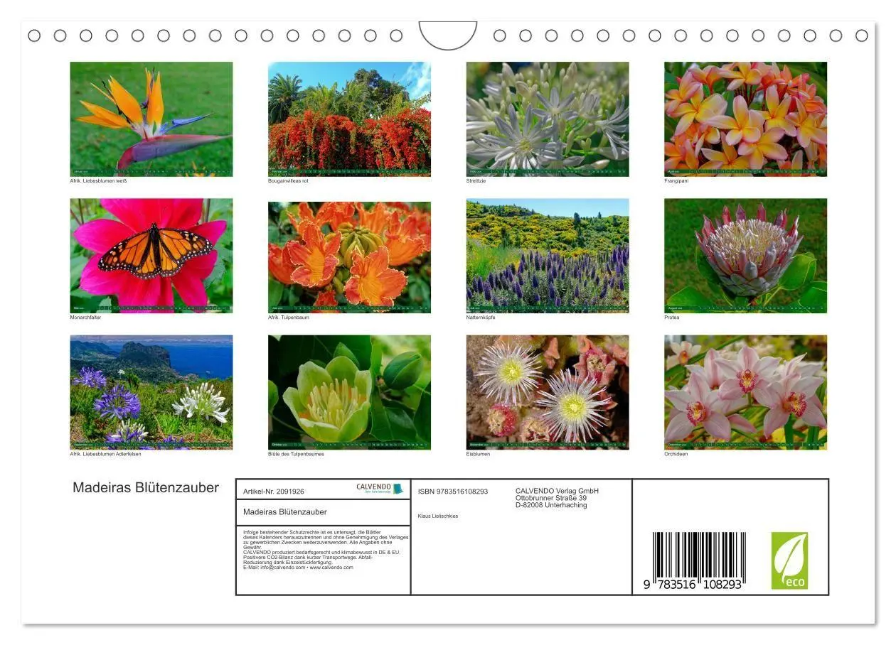 Bild: 9783516108293 | Madeiras Blütenzauber (Wandkalender 2026 DIN A4 quer), CALVENDO...
