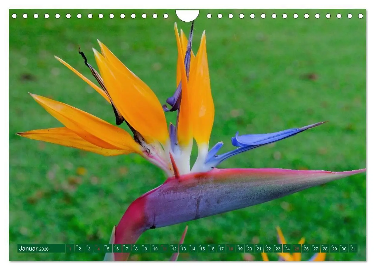Bild: 9783516108293 | Madeiras Blütenzauber (Wandkalender 2026 DIN A4 quer), CALVENDO...