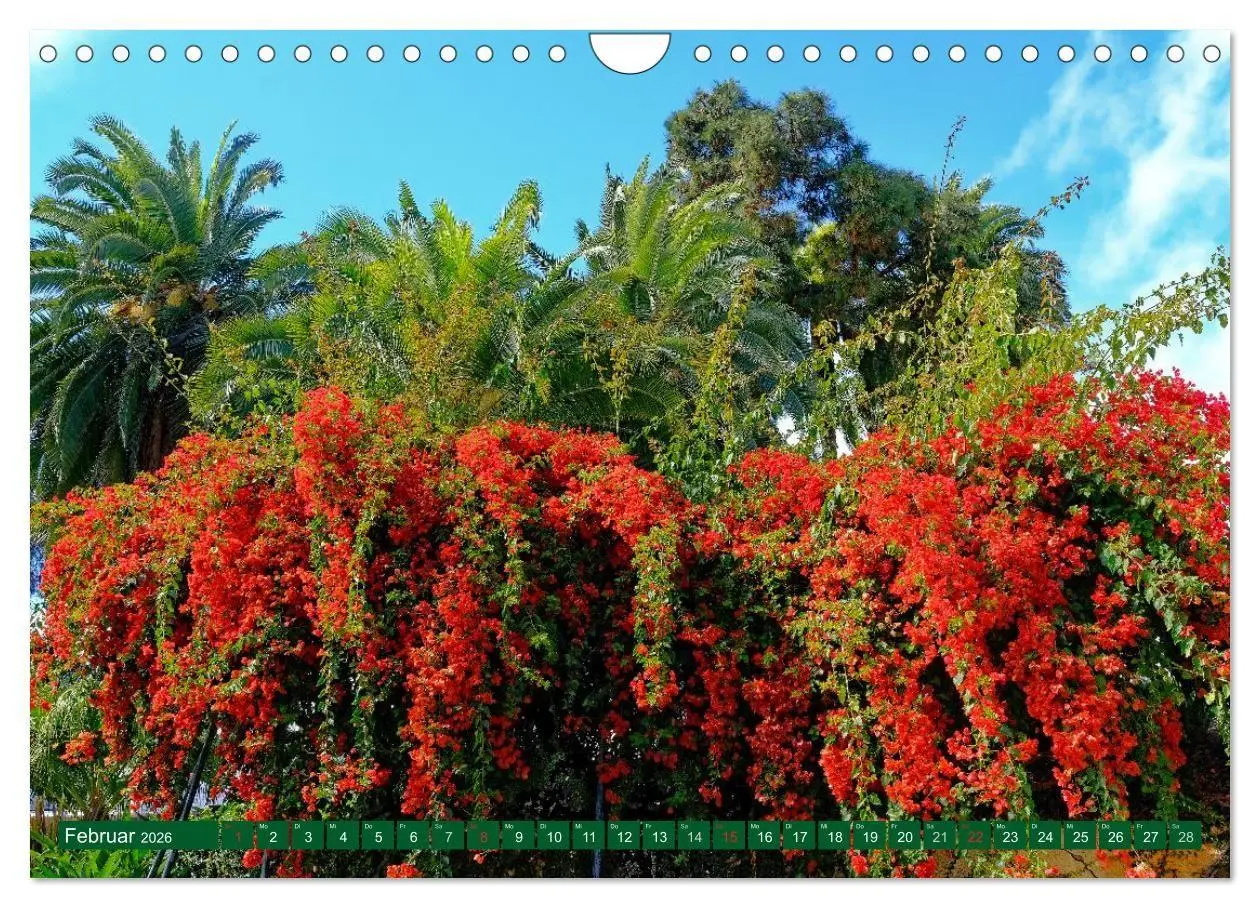 Bild: 9783516108293 | Madeiras Blütenzauber (Wandkalender 2026 DIN A4 quer), CALVENDO...