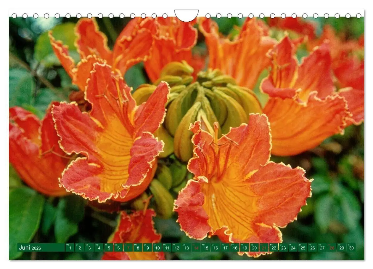 Bild: 9783516108293 | Madeiras Blütenzauber (Wandkalender 2026 DIN A4 quer), CALVENDO...
