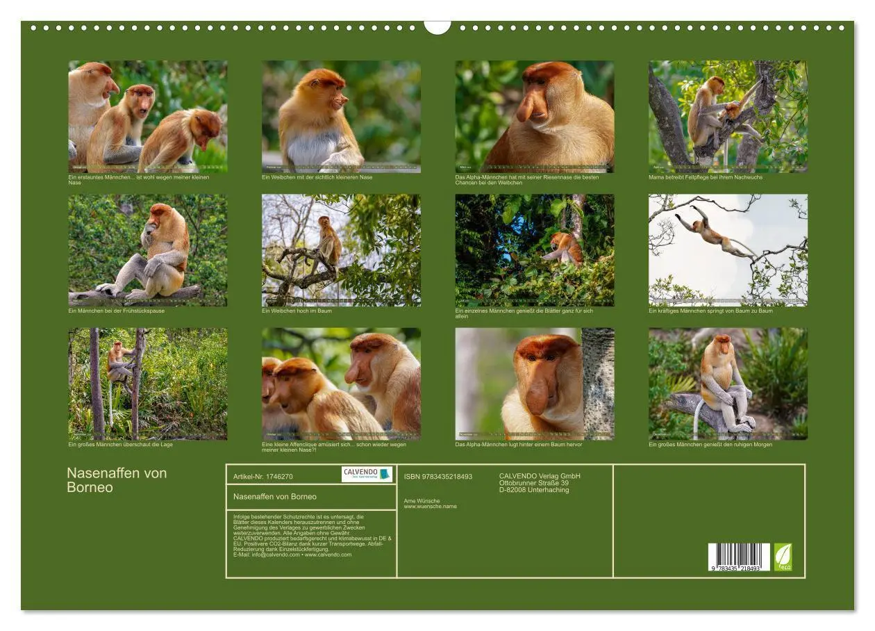 Bild: 9783435218493 | Nasenaffen von Borneo (Wandkalender 2025 DIN A2 quer), CALVENDO...