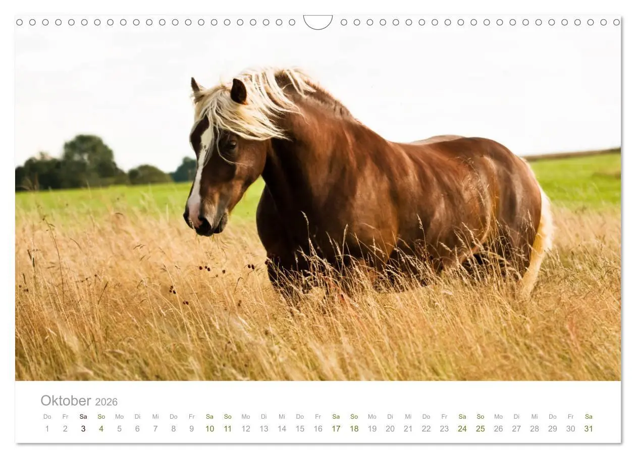 Bild: 9783457838693 | Faszination und Vielfalt - Schwarzwälder Kaltblut (Wandkalender...