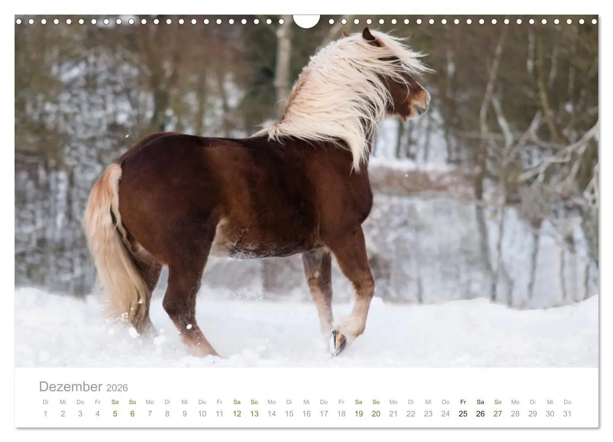 Bild: 9783457838693 | Faszination und Vielfalt - Schwarzwälder Kaltblut (Wandkalender...