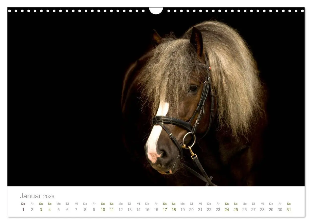 Bild: 9783457838693 | Faszination und Vielfalt - Schwarzwälder Kaltblut (Wandkalender...
