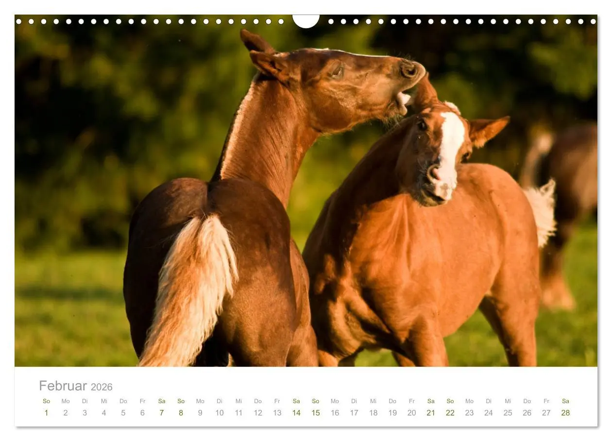 Bild: 9783457838693 | Faszination und Vielfalt - Schwarzwälder Kaltblut (Wandkalender...