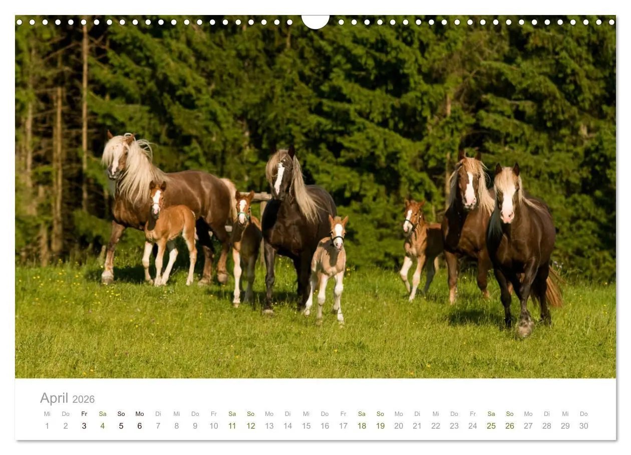 Bild: 9783457838693 | Faszination und Vielfalt - Schwarzwälder Kaltblut (Wandkalender...