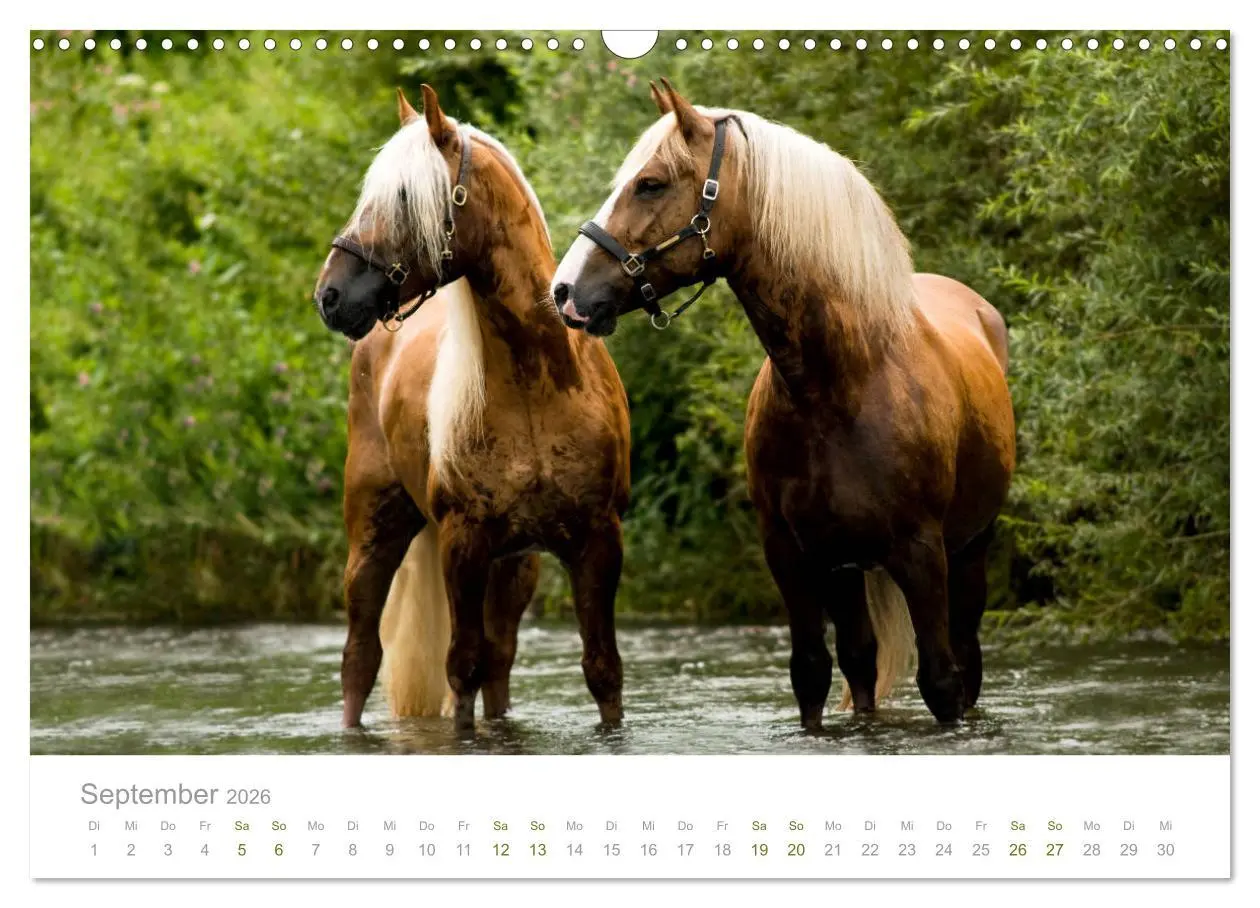 Bild: 9783457838693 | Faszination und Vielfalt - Schwarzwälder Kaltblut (Wandkalender...