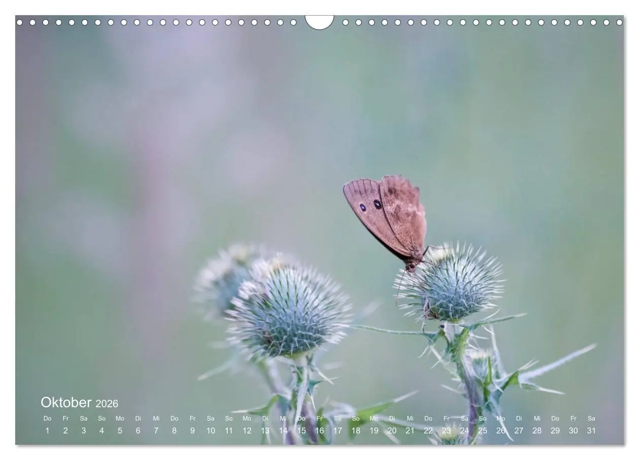 Bild: 9783457908693 | Eine Safari im Garten (Wandkalender 2026 DIN A3 quer), CALVENDO...