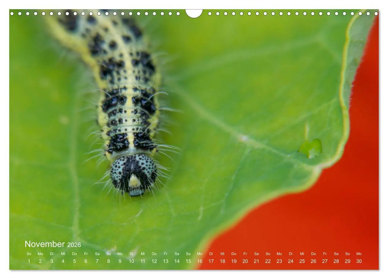 Bild: 9783457908693 | Eine Safari im Garten (Wandkalender 2026 DIN A3 quer), CALVENDO...