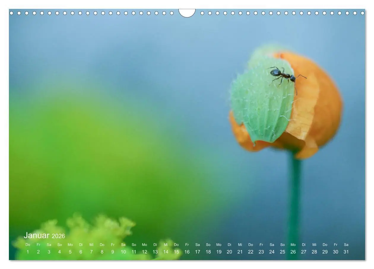 Bild: 9783457908693 | Eine Safari im Garten (Wandkalender 2026 DIN A3 quer), CALVENDO...